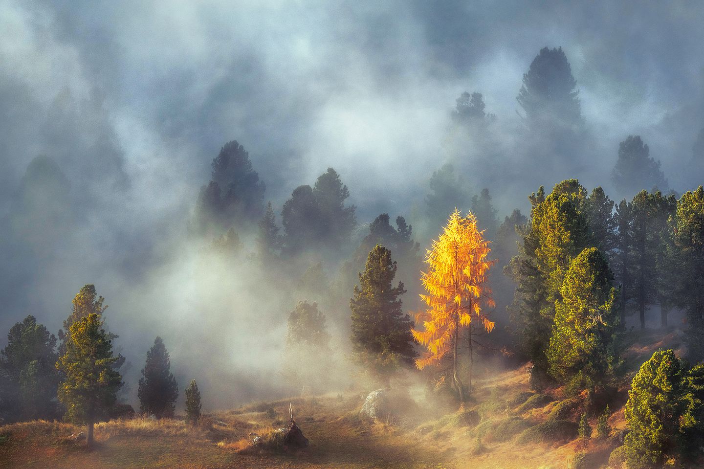 Waldmystik in den Dolomiten Lärche und Zirben in alpiner Hochlage, Dolomiten, Italien