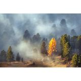 Lärche und Zirben in alpiner Hochlage, Dolomiten, Italien