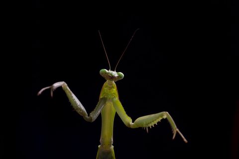 Giant African mantis (Sphodromantis viridis) portrait viewed from below,captive,occurs in West Africa.