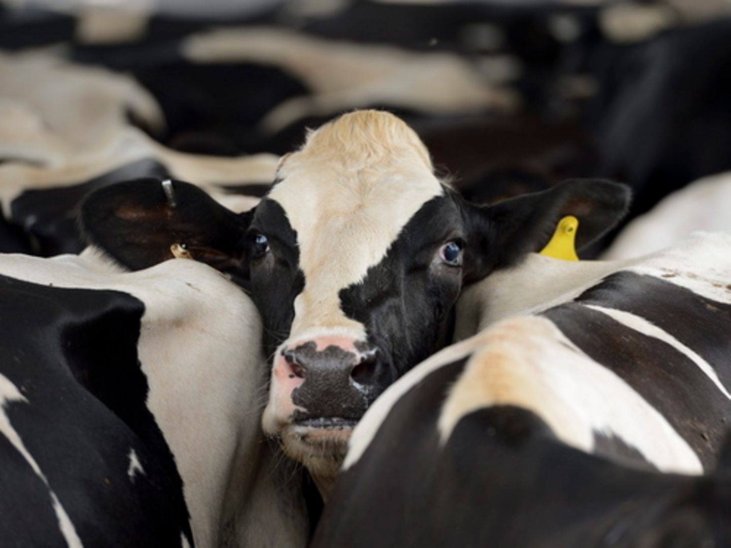 Viruserkrankung: Eine Kuh wartet mit anderen auf das Melken in einem Milchviehbetrieb in den USA. In den USA grassiert bei Milchkühen die Vogelgrippe Eine Kuh wartet mit anderen auf das Melken in einem Milchviehbetrieb in den USA. In den USA grassiert bei Milchkühen die Vogelgrippe