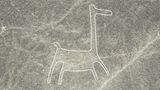 Lama