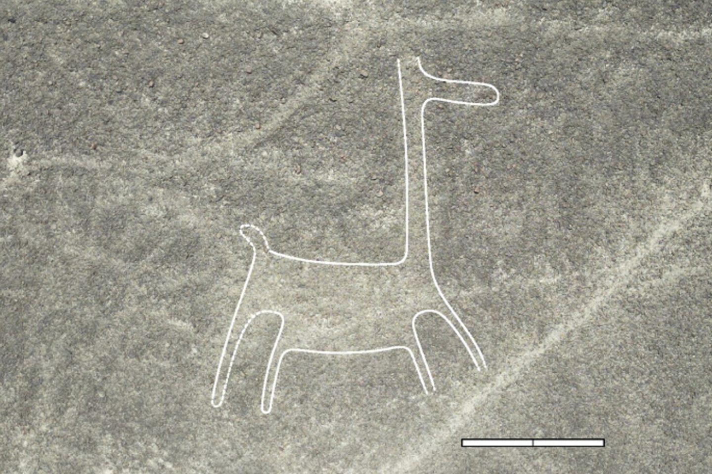 Lama