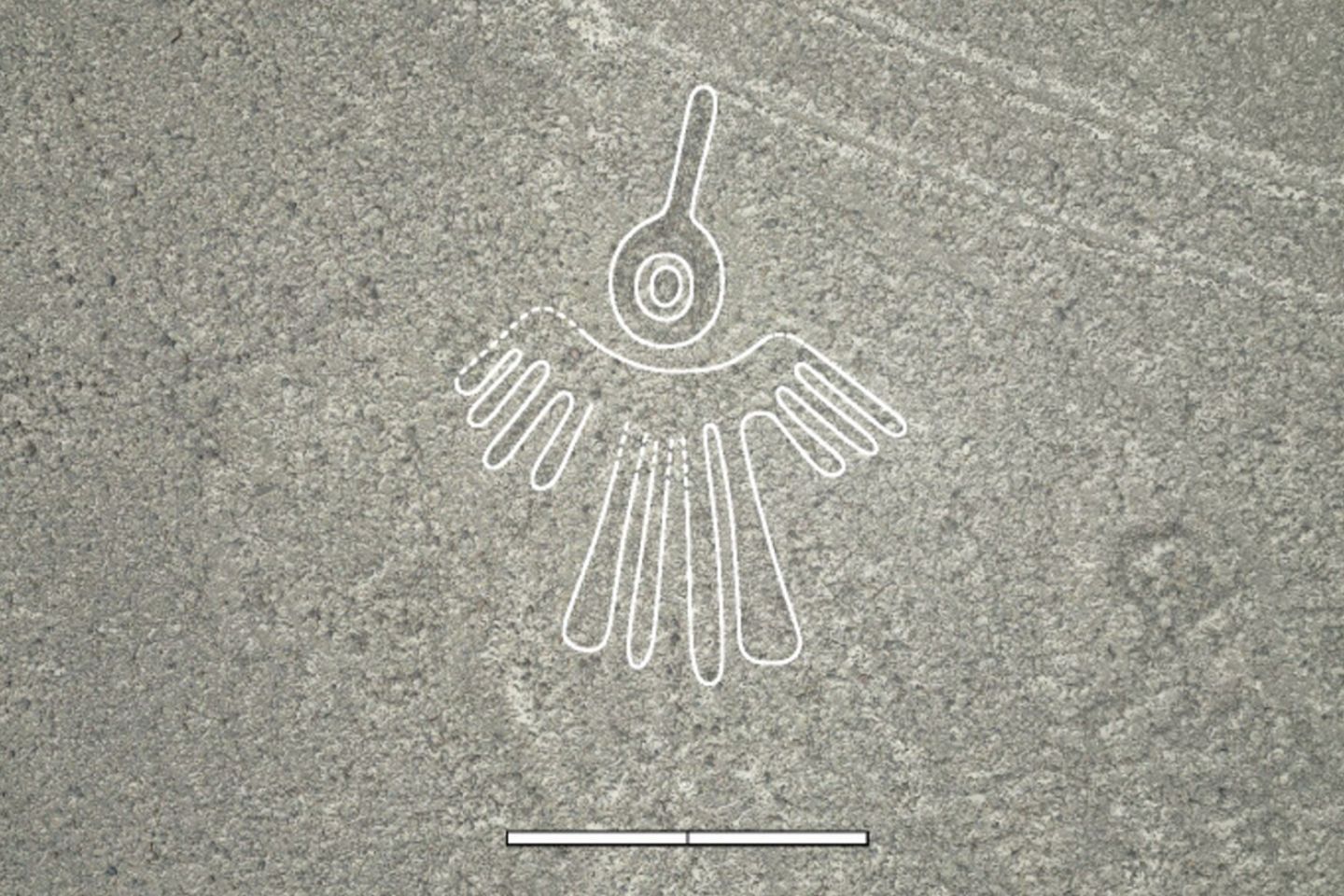 Vogel