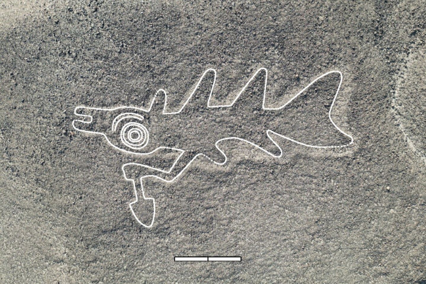 Fisch