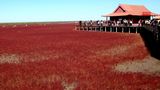 Einmal im Jahr verwandelt sich die Küste im chinesischen Panjin in eine atemraubende Kulisse. Zum Ende des Sommers taucht die Strand-Sode, ein Fuchsschwanzgewächse, die Landschaft in ein tiefes Rot – was dem besonderen Ökosystem den Namen "Red Beach" einbrachte.