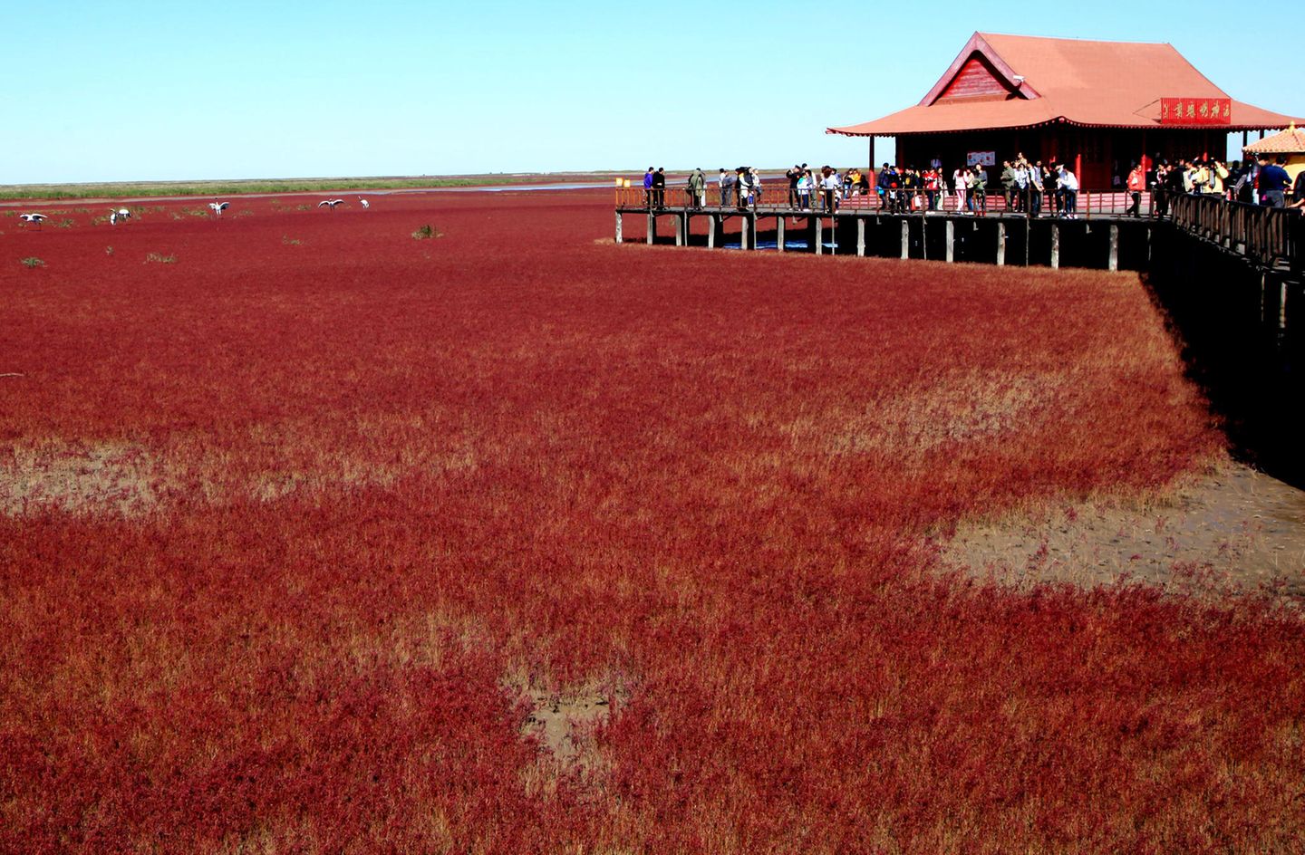 Einmal im Jahr verwandelt sich die Küste im chinesischen Panjin in eine atemraubende Kulisse. Zum Ende des Sommers taucht die Strand-Sode, ein Fuchsschwanzgewächse, die Landschaft in ein tiefes Rot – was dem besonderen Ökosystem den Namen "Red Beach" einbrachte.