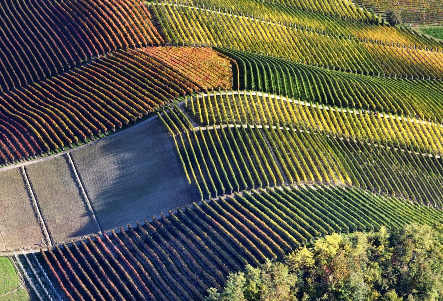 Herbstlich gefärbte Weinberge in Barolo Italien