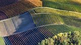 Herbstlich gefärbte Weinberge in Barolo Italien