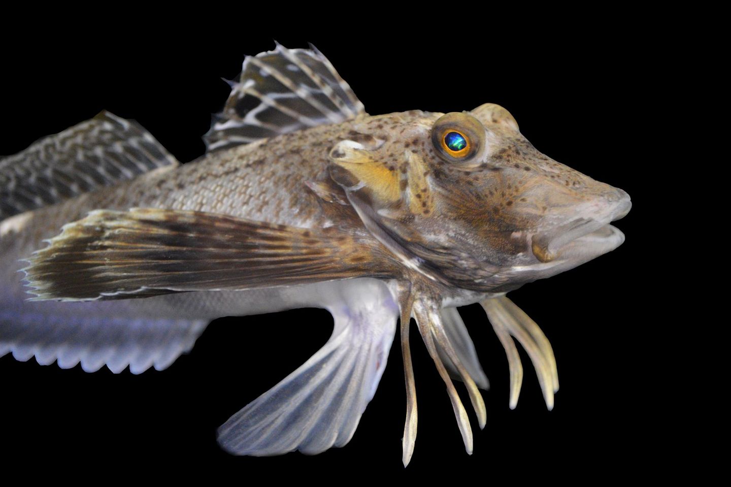 Was ist das für ein kurioser Fisch? Ein Knurrhahn. Ihren Spitznamen haben die Mitglieder der Fischfamilie Triglidae, weil sie mit ihrer Schwimmblase Knurrlaute erzeugen können. Und auch sonst sind die Meeresbewohner außergewöhnlich: Sie besitzen einen Körper wie ein Fisch, Flügel wie ein Vogel und Beine wie ein Krebs. Mit ihren sechs Beinen, die aus den Strahlen der beiden Brustflossen entstanden sind, können sie über den Meeresboden laufen und auch darin stochern. Nun verkünden zwei Forschungsteams im Fachblatt "Current Biology" weitere Fähigkeiten der Prionotus carolinus (Foto), einer 30 bis 40 Zentimeter großen Triglidae-Art, die im westlichen Nordatlantik heimisch ist. Ihre schaufelförmigen Beine besitzen Ausbuchtungen, Papillae genannt, mit berührungsempfindlichen Nervenzellen: Damit können die Fische den Untergrund abtasten. Außerdem besitzen sie dort Sensoren, die auf chemische Stoffe reagieren: Sie erkennen also den Geruch von im Boden verborgener Beute wie etwa Muscheln. Darin sind sie so geschickt, dass andere Fische den Tieren in der Hoffnung folgen, es könnte etwas für sie abfallen. KW 39 (mit Material der dpa)