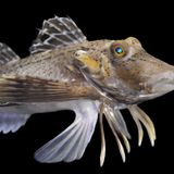 Ein Knurrhahn. Ihren Spitznamen haben die Mitglieder der Fischfamilie Triglidae, weil sie mit ihrer Schwimmblase Knurrlaute erzeugen können. Und auch sonst sind die Meeresbewohner außergewöhnlich: Sie besitzen einen Körper wie ein Fisch, Flügel wie ein Vogel und Beine wie ein Krebs. Mit ihren sechs Beinen, die aus den Strahlen der beiden Brustflossen entstanden sind, können sie über den Meeresboden laufen und auch darin stochern. Nun verkünden zwei Forschungsteams im Fachblatt "Current Biology" weitere Fähigkeiten der Prionotus carolinus (Foto), einer 30 bis 40 Zentimeter großen Triglidae-Art, die im westlichen Nordatlantik  heimisch ist. Ihre schaufelförmigen Beine besitzen Ausbuchtungen, Papillae genannt, mit berührungsempfindlichen Nervenzellen: Damit können die Fische den Untergrund abtasten. Außerdem besitzen sie dort Sensoren, die auf chemische Stoffe reagieren: Sie erkennen also den Geruch von im Boden verborgener Beute wie etwa Muscheln. Darin sind sie so geschickt, dass andere Fische den Tieren in der Hoffnung folgen, es könnte etwas für sie abfallen.  KW 39  (mit Material der dpa)