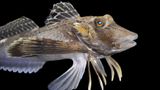 Ein Knurrhahn. Ihren Spitznamen haben die Mitglieder der Fischfamilie Triglidae, weil sie mit ihrer Schwimmblase Knurrlaute erzeugen können. Und auch sonst sind die Meeresbewohner außergewöhnlich: Sie besitzen einen Körper wie ein Fisch, Flügel wie ein Vogel und Beine wie ein Krebs. Mit ihren sechs Beinen, die aus den Strahlen der beiden Brustflossen entstanden sind, können sie über den Meeresboden laufen und auch darin stochern. Nun verkünden zwei Forschungsteams im Fachblatt "Current Biology" weitere Fähigkeiten der Prionotus carolinus (Foto), einer 30 bis 40 Zentimeter großen Triglidae-Art, die im westlichen Nordatlantik  heimisch ist. Ihre schaufelförmigen Beine besitzen Ausbuchtungen, Papillae genannt, mit berührungsempfindlichen Nervenzellen: Damit können die Fische den Untergrund abtasten. Außerdem besitzen sie dort Sensoren, die auf chemische Stoffe reagieren: Sie erkennen also den Geruch von im Boden verborgener Beute wie etwa Muscheln. Darin sind sie so geschickt, dass andere Fische den Tieren in der Hoffnung folgen, es könnte etwas für sie abfallen.  KW 39  (mit Material der dpa)