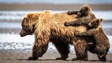 Braunbär mit Babys