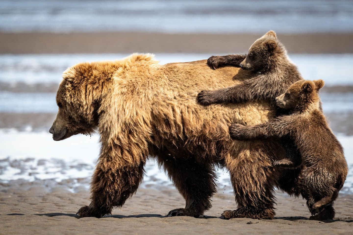Braunbär mit Babys