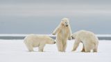 Drei Eisbären auf einer Schneefläche der eine scheint den anderen etwas zu erklären