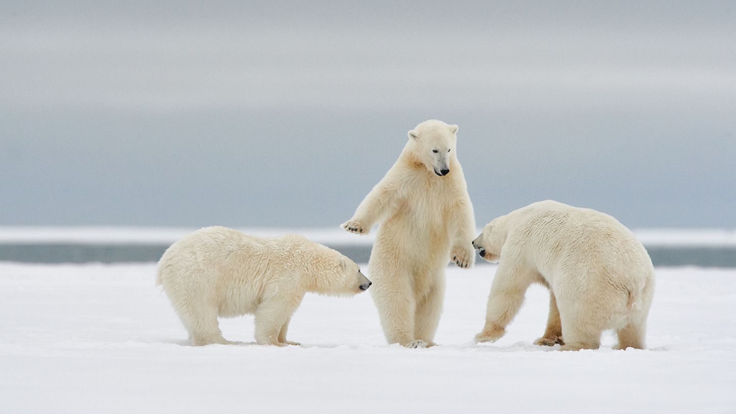 Drei Eisbären auf einer Schneefläche der eine scheint den anderen etwas zu erklären