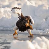 Ein Seeadler schlittert übers Eis