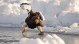 Ein Seeadler schlittert übers Eis
