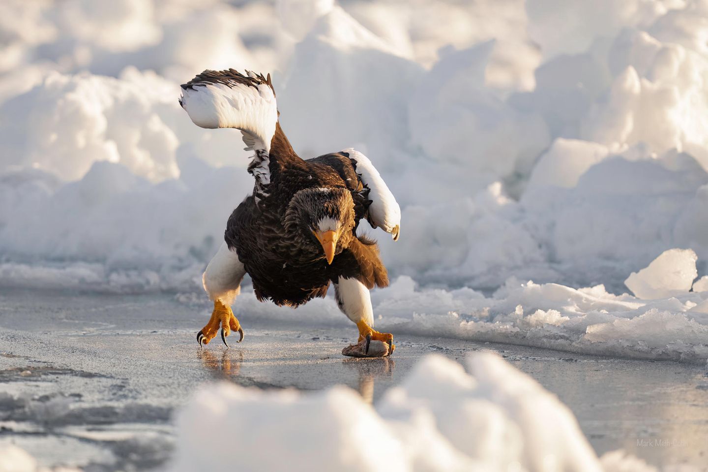 Ein Seeadler schlittert übers Eis