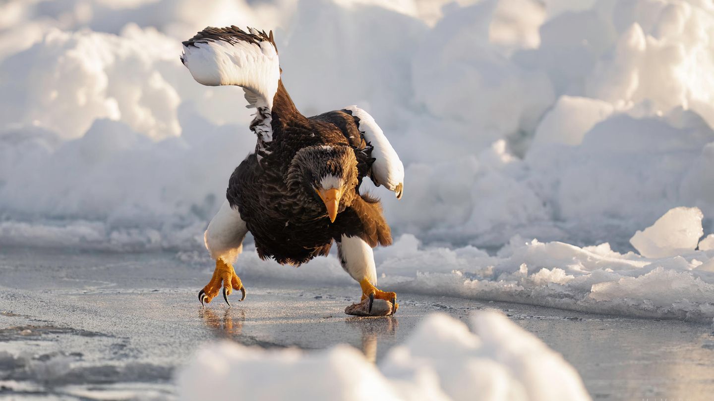 Ein Seeadler schlittert übers Eis