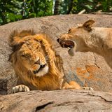 Eine Löwin scheint sich mit ihrem Löwenpartner zu streiten