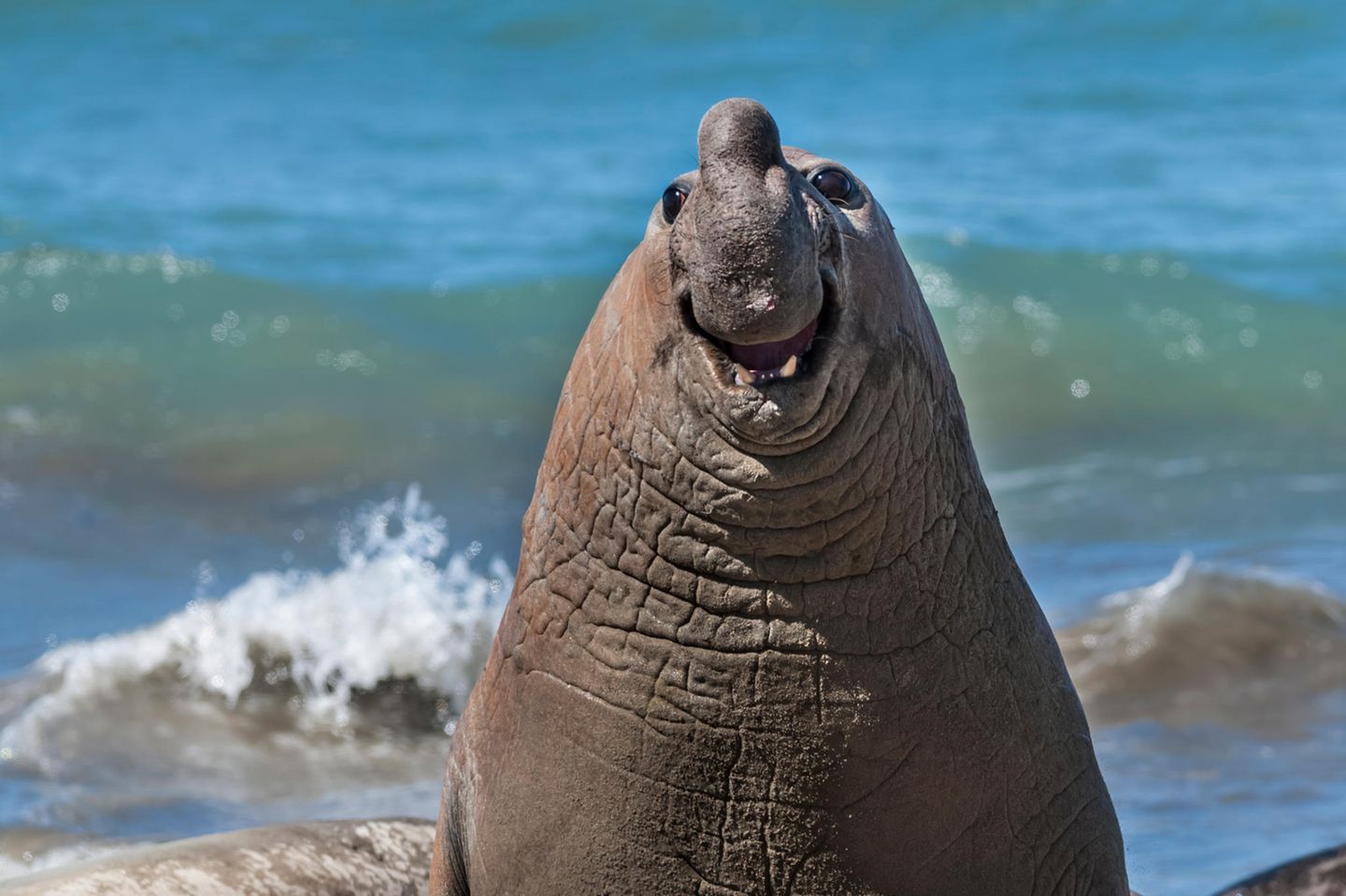 Bitte lächeln! Ein Seeelefant lächelt in die Kamera