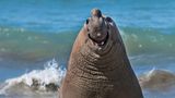 Ein Seeelefant lächelt in die Kamera