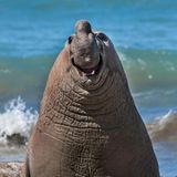 Ein Seeelefant lächelt in die Kamera