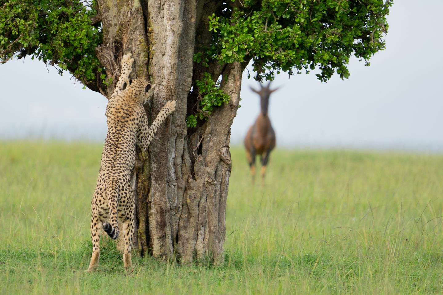Verstecken Gepard spielt mit einem Topi verstecken