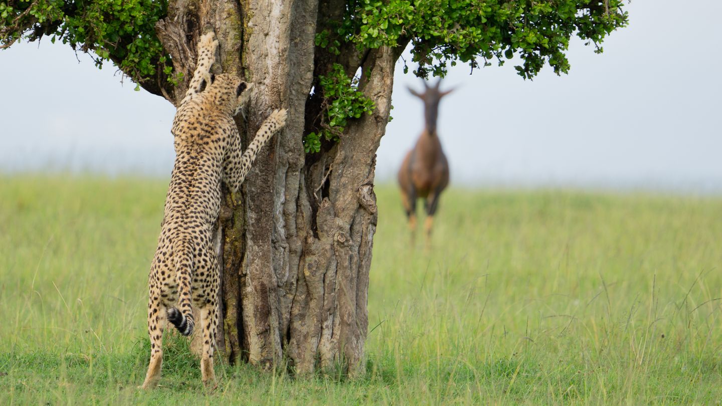 Gepard spielt mit einem Topi verstecken