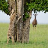 Gepard spielt mit einem Topi verstecken