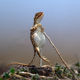 Fächerkehlechse spaziert mit einem Stock