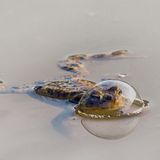 Ein Frosch mit einer Luftblase um den Kopf schwimmt in grauem Wasser