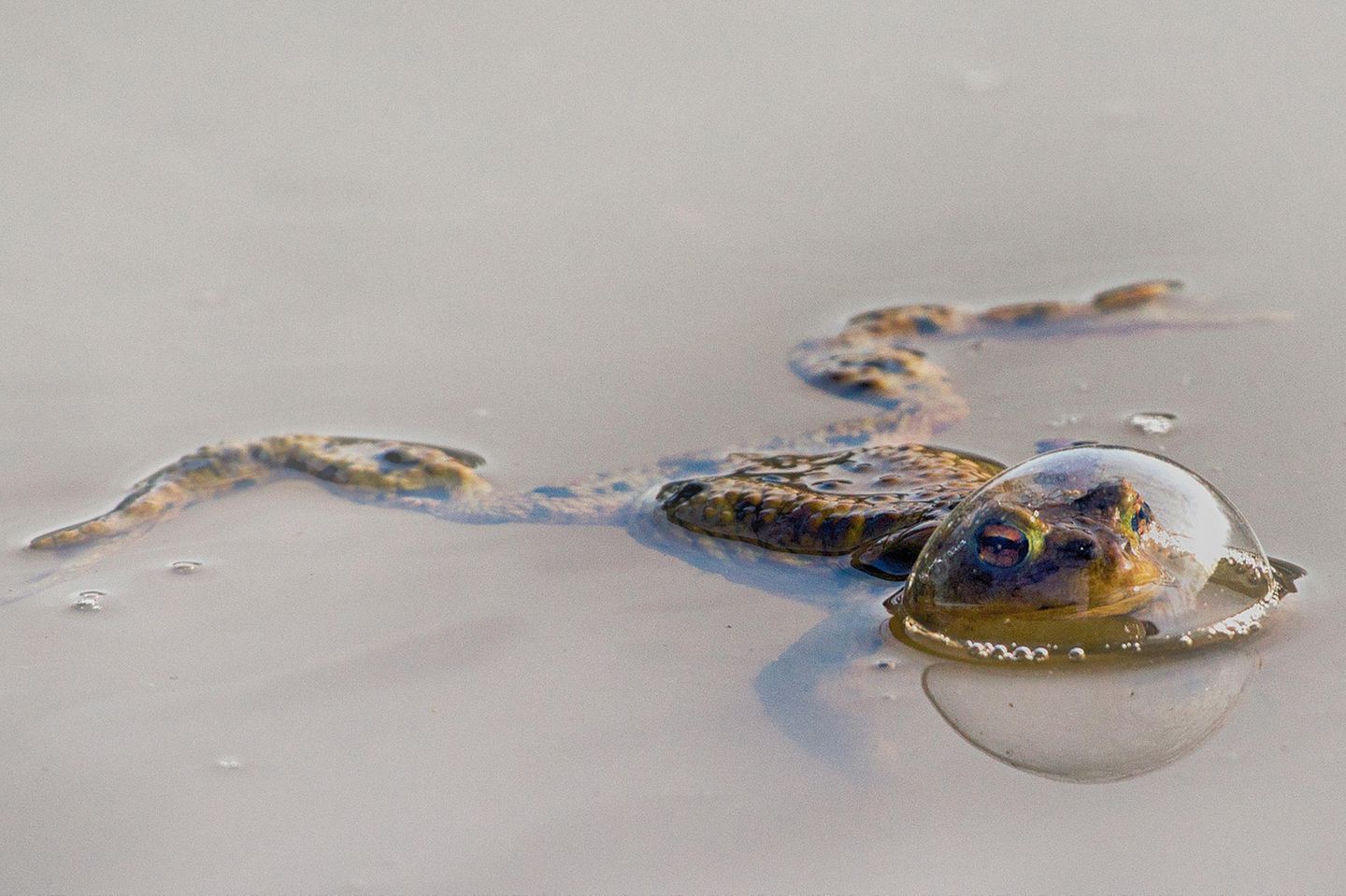 Ein Frosch mit einer Luftblase um den Kopf schwimmt in grauem Wasser