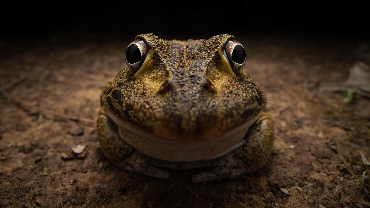 Frosch start seltsam in die Kamera