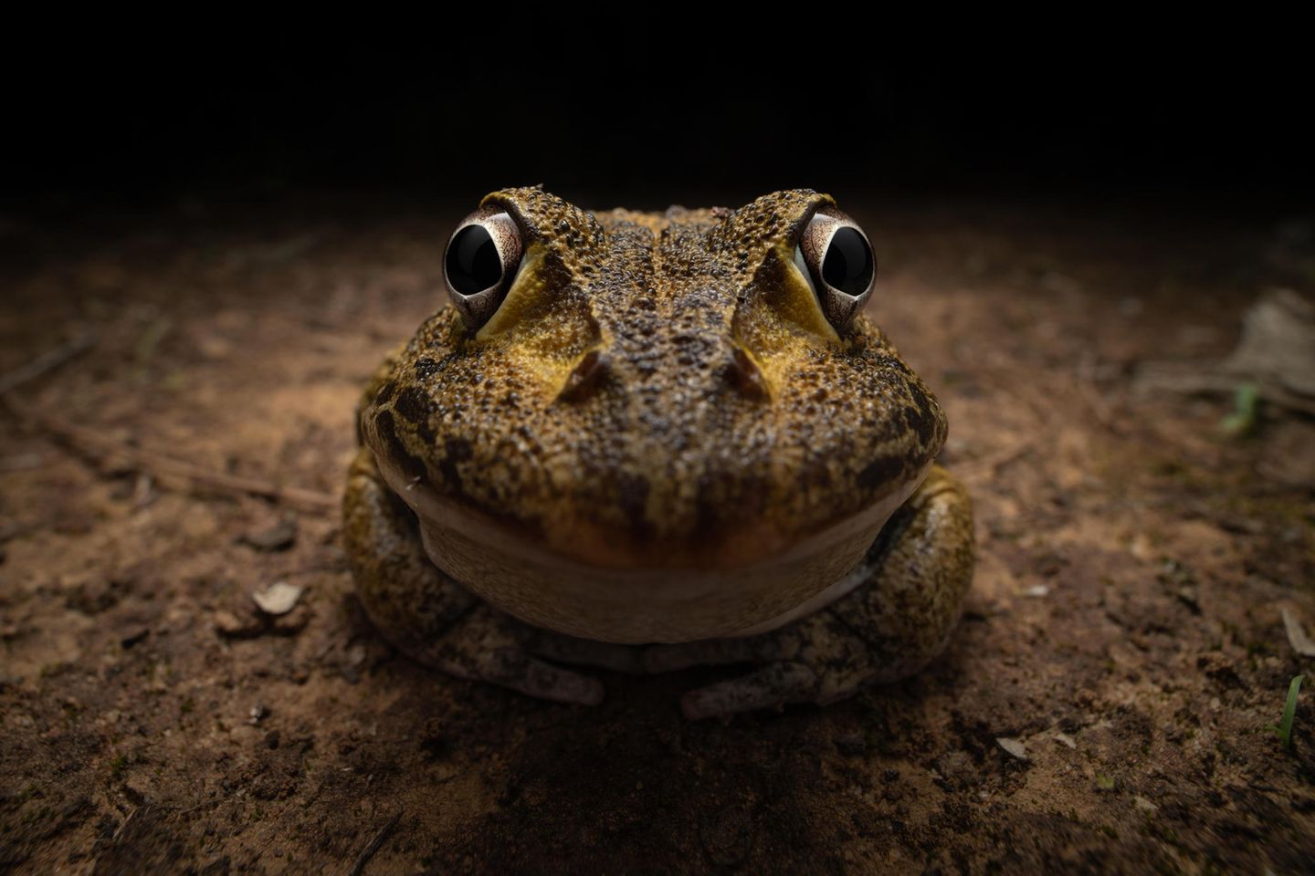 Frosch start seltsam in die Kamera