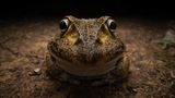 Frosch start seltsam in die Kamera