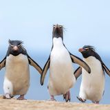 Vier Felsenpinguine treten auf wie eine Gang