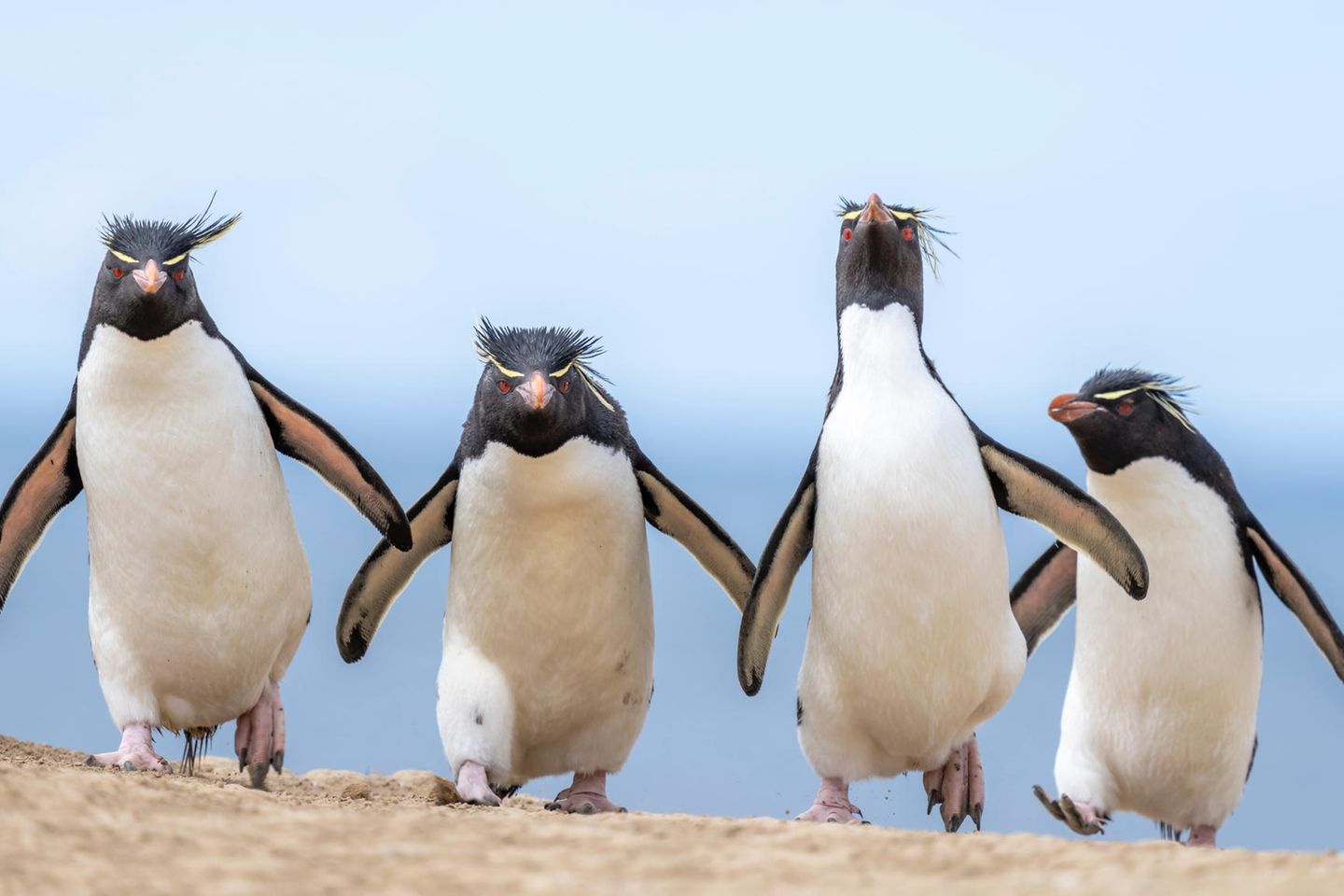 Vier Felsenpinguine treten auf wie eine Gang
