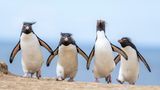 Vier Felsenpinguine treten auf wie eine Gang