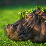 Ein Nilpferd in einem Teich voller Wasserpflanzen