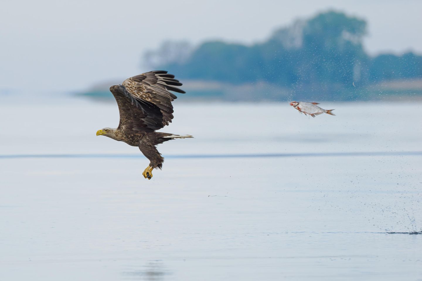 Unerwarteter Rollentausch Eine Brasse jagt augenscheinlich einen Weißkopfseeadler