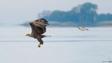 Eine Brasse jagt augenscheinlich einen Weißkopfseeadler