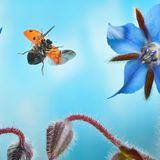 Fliegender Marienkäfer