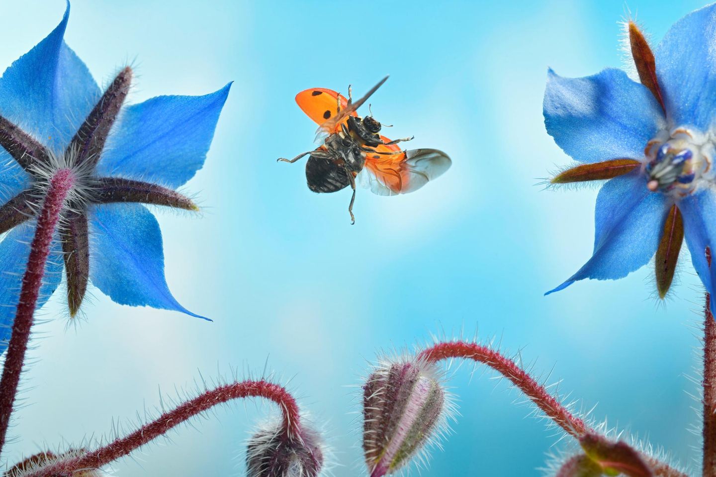 Diversität in Deutschland: Höhen- oder Sinkflug? Fliegender Marienkäfer