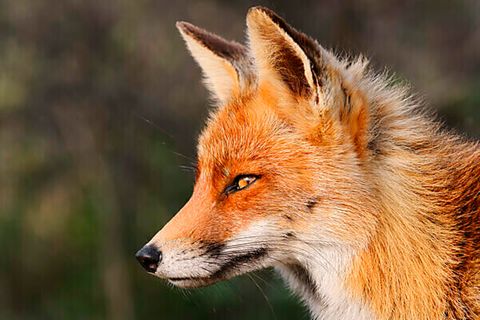 Das Klischee vom schlauen Fuchs stimmt. Die Tiere haben ein ausgeprägtes Lern- und Sozialverhalten und können aus ihren Erfahrungen lernen