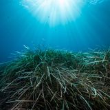 Seegraswiese unter Wasser