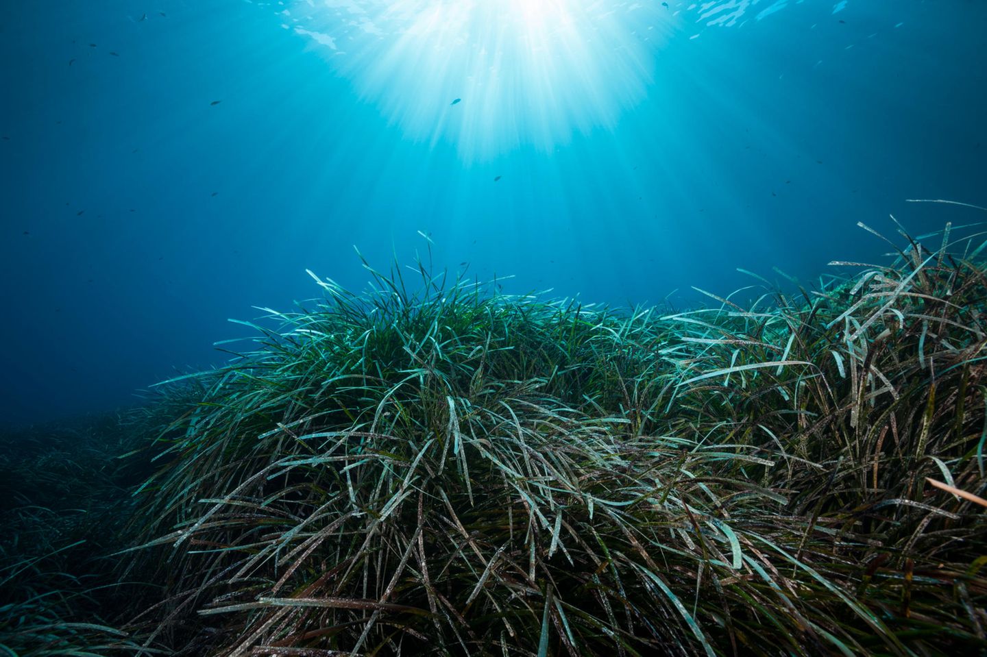 Zerstörung am Grund der Nordsee Seegraswiese unter Wasser