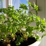 Petersilientopf in der Küche