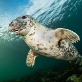 Kegelrobbe unter Wasser