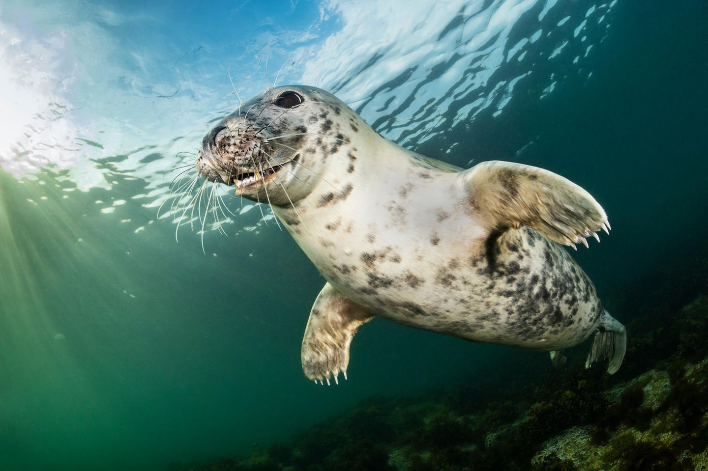 Kegelrobbe: Wo Naturschutz Erfolge zeigt Kegelrobbe unter Wasser